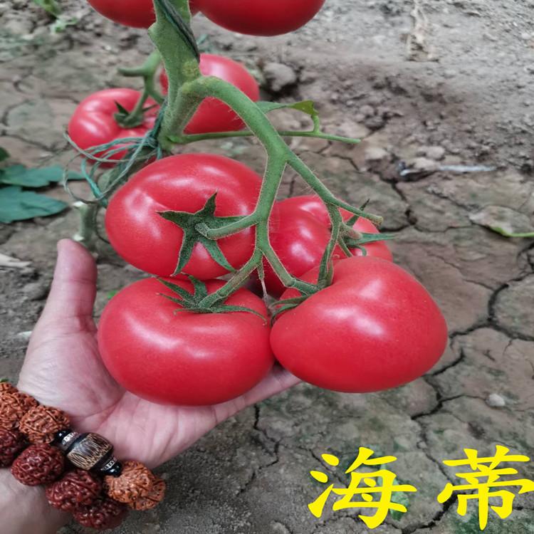 旭冉农业 新品种海蒂西红柿种苗 量大价优 西红柿种植基地发货快