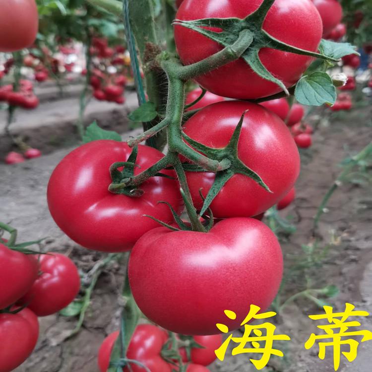 大量上市西红柿种子种苗方便运输  西红柿种子种苗方便运输
