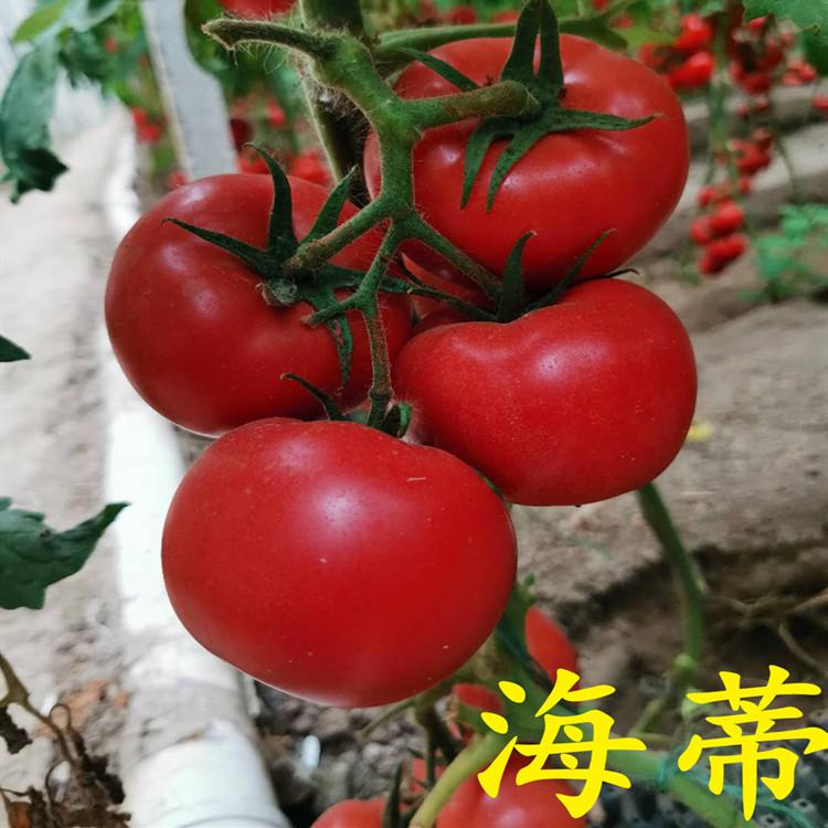 口感酸甜海蒂种子方便运输  海蒂种子方便运输