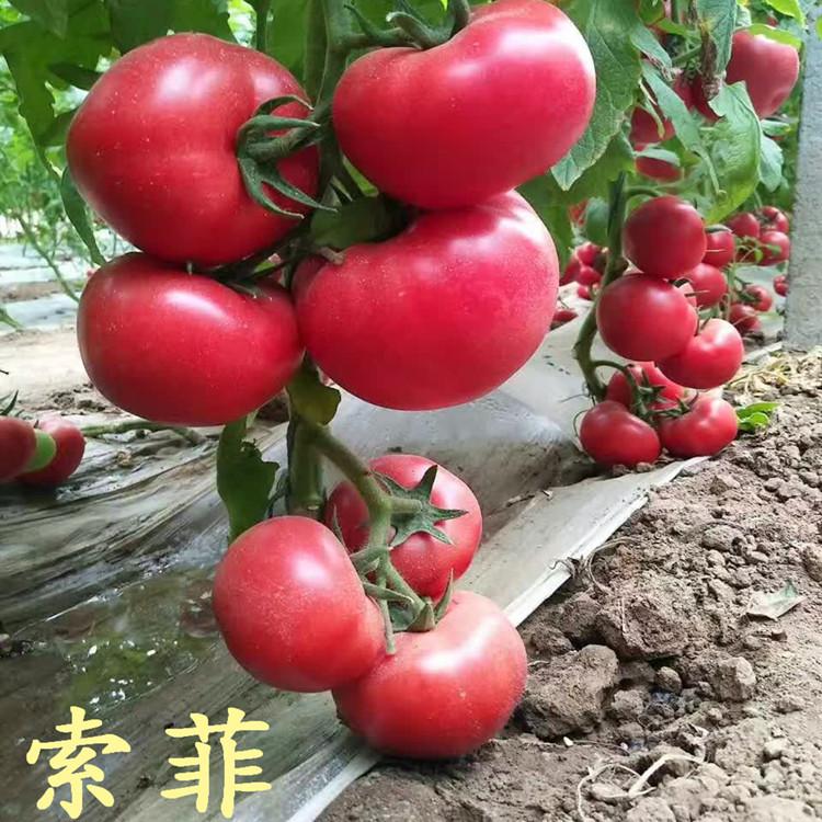 温室种植索系列西红柿种子种苗批发种苗  温室种植索系列西红柿种子种苗