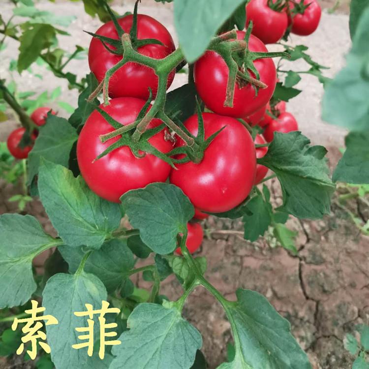 供应 大粉索菲西红柿种苗 口感好 西红柿种苗基地大量批发