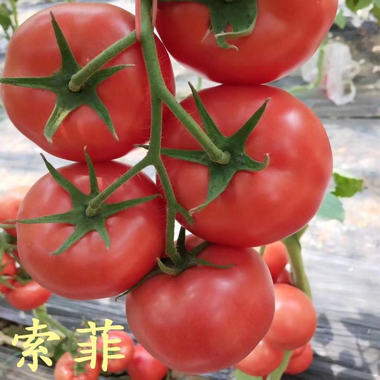 口感酸甜索系列西红柿种子种苗商家供应  口感酸甜索系列西红柿种子种苗
