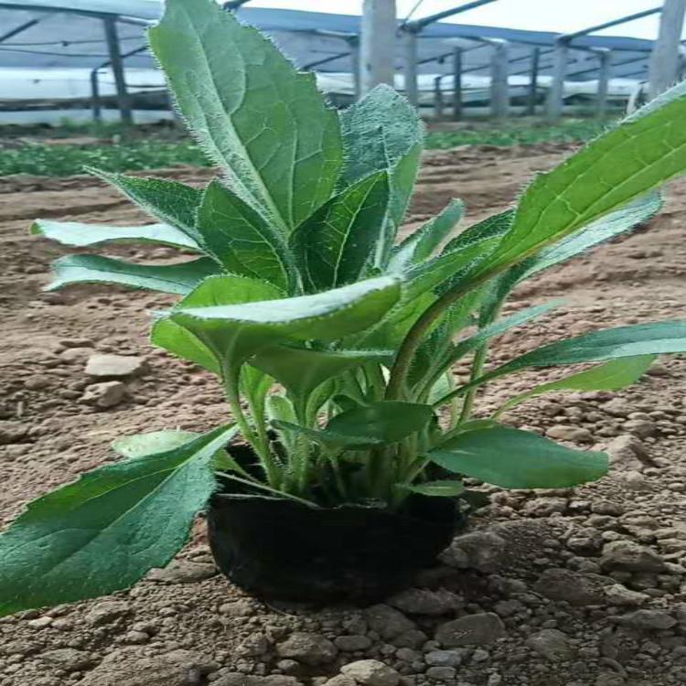 黑心菊价格黑心菊报价批发基地