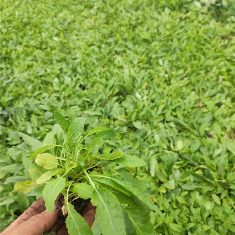 高品质地被鼠尾草基地 地被鼠尾草成活率高