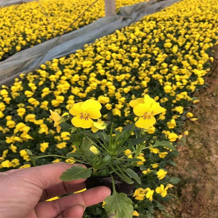 角堇小苗基地 青州角堇小苗