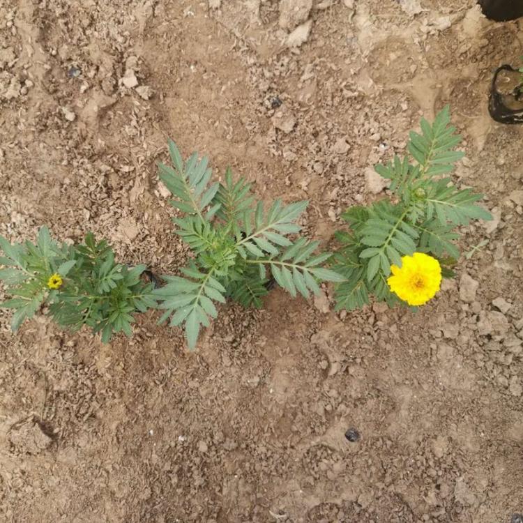 孔雀草批发商 孔雀草供应商 山东孔雀草基地