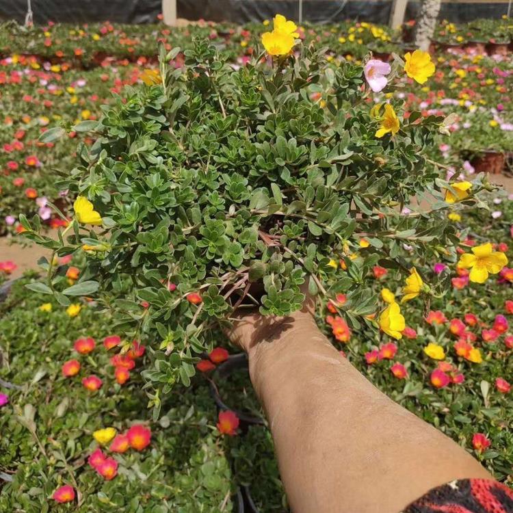山东太阳花价格 太阳花价格