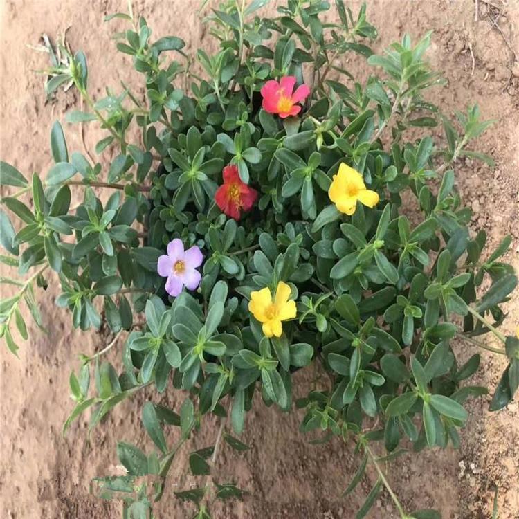 太阳花 盆栽太阳花 太阳花种植基地 江瑞