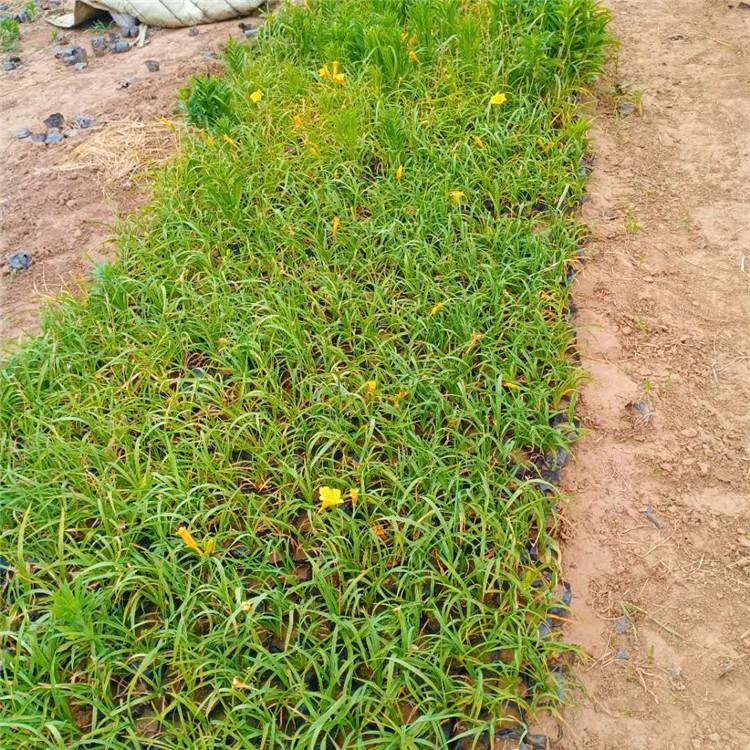 基地直销 金娃娃萱草 金娃娃萱草价格
