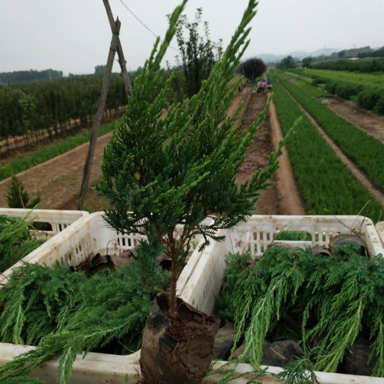 小龙柏盆栽小苗 大型批发基地 园林苗木 小龙柏工程苗价格
