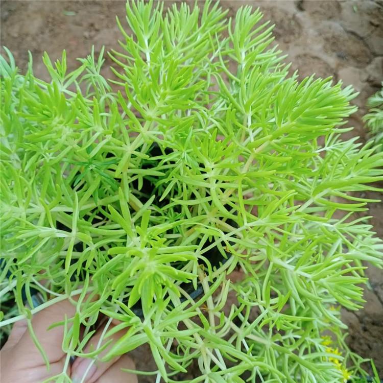 金叶佛甲草 价格从优 青州金叶佛甲草销售