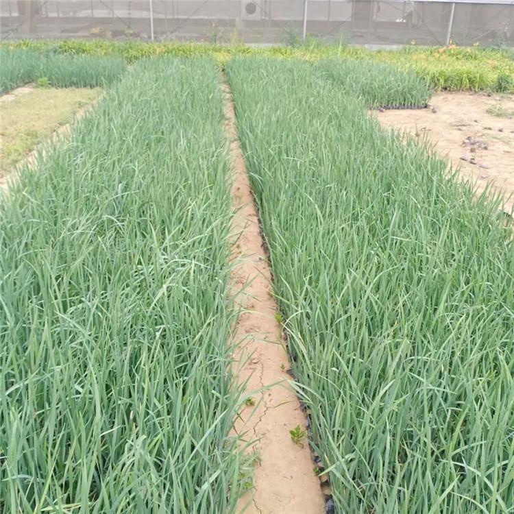马兰行情 基地种植 青州马兰小苗