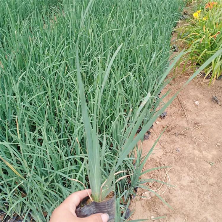 马兰小苗 青州马兰种植基地