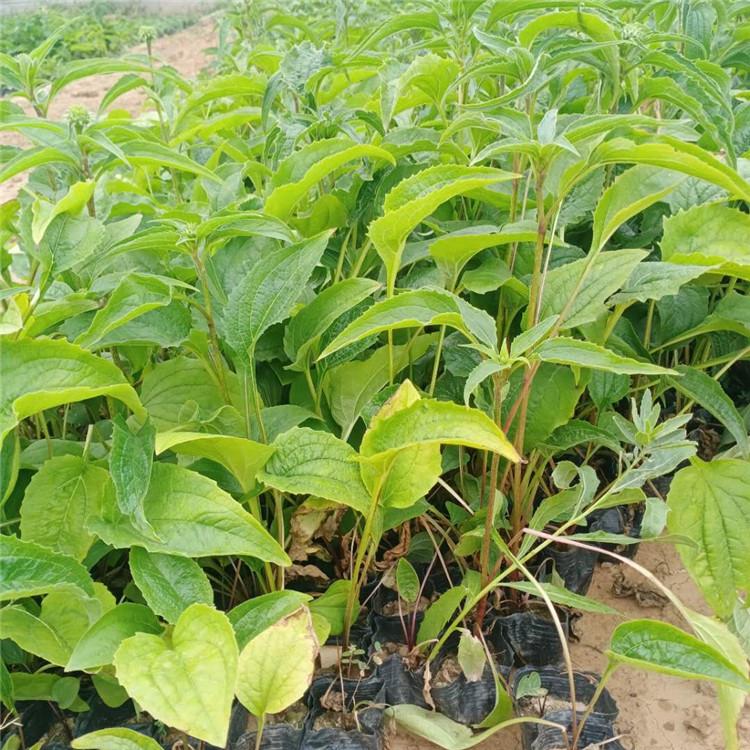 松果菊供货商 苗圃批发 青州松果菊