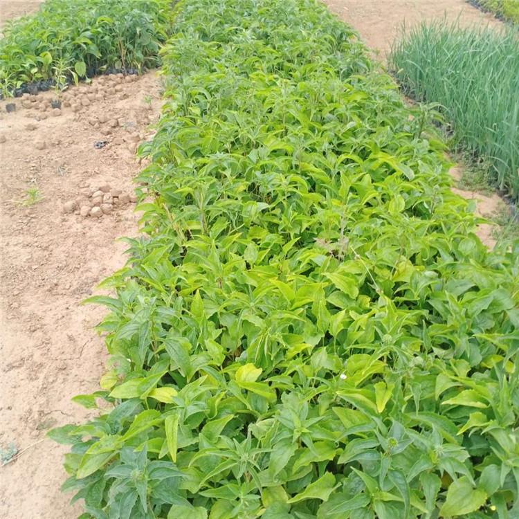 松果菊供应商 山东草花 山东松果菊