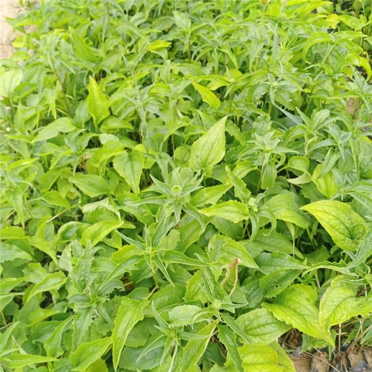 山东松果菊 一二年宿根花卉 松果菊供应商