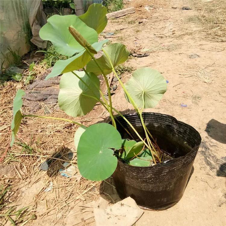 湖泊绿化荷花   荷花种植基地  直供水生荷花 开化荷花