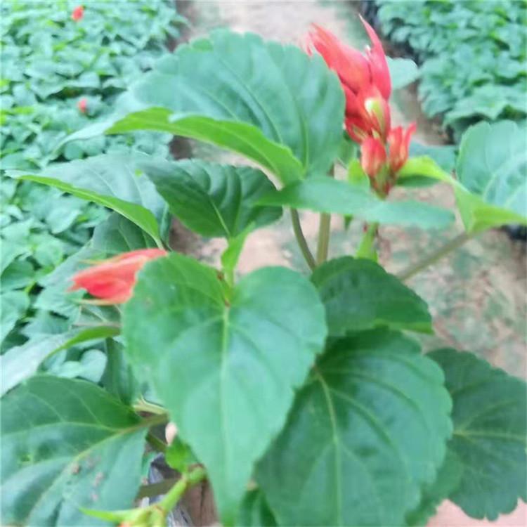 一串红 宿根草花批发 青州一串红销售