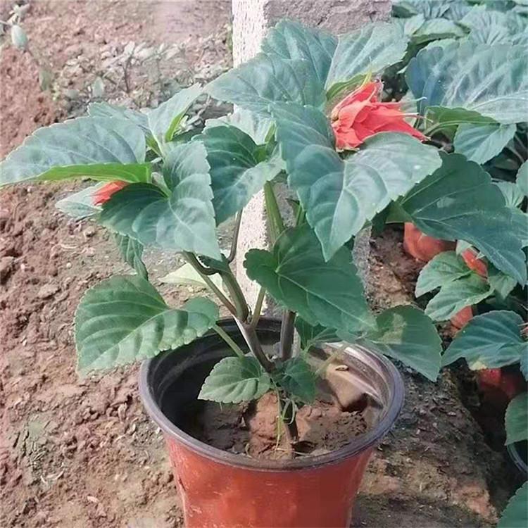 一串红价格 苗圃批发 青州一串红