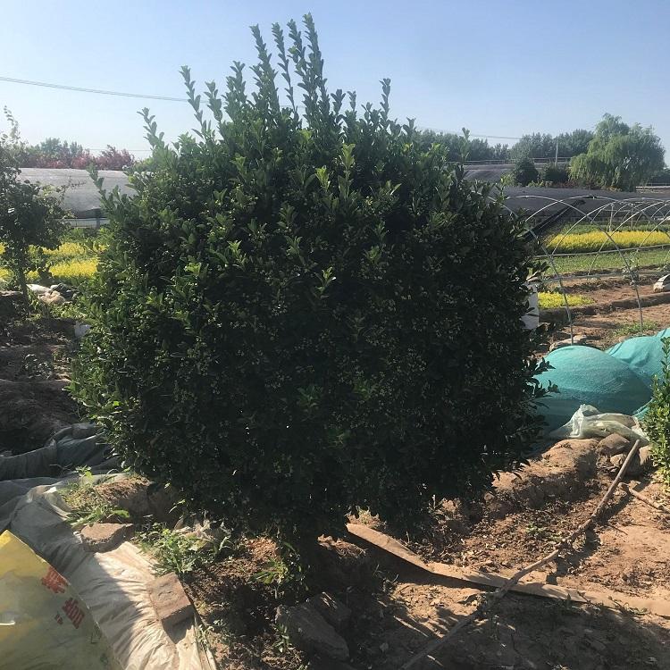 龟甲冬青球基地批发 耐寒植物 大叶黄杨球 道路绿化 园林绿化用苗