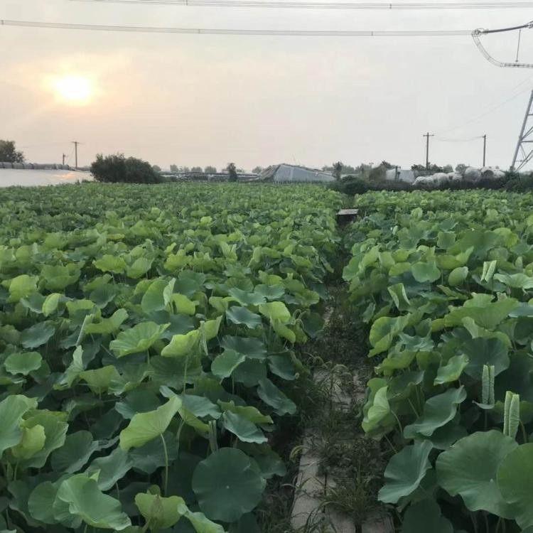 景观荷花   盆栽荷花基地 水生荷花基地  品种齐全量大优质荷花