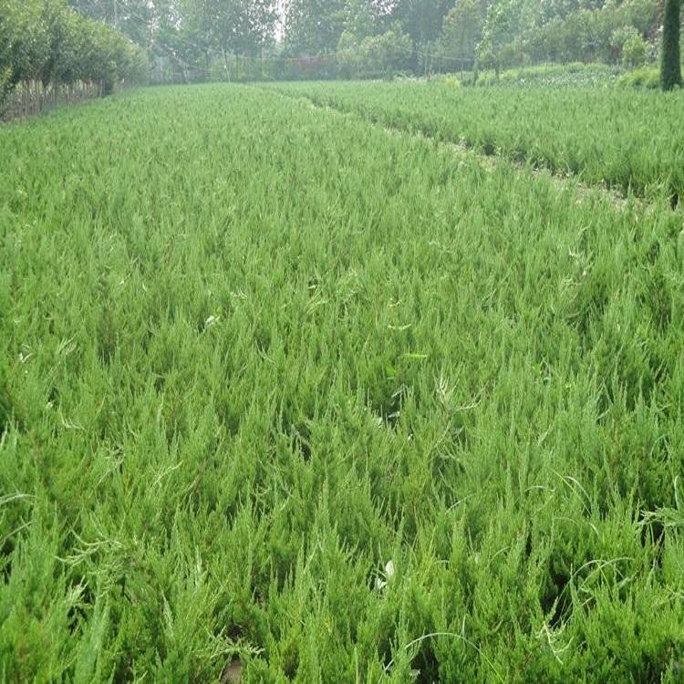 小龙柏小苗基地批发 公路绿化用苗 工程苗 龙柏树 龙柏球