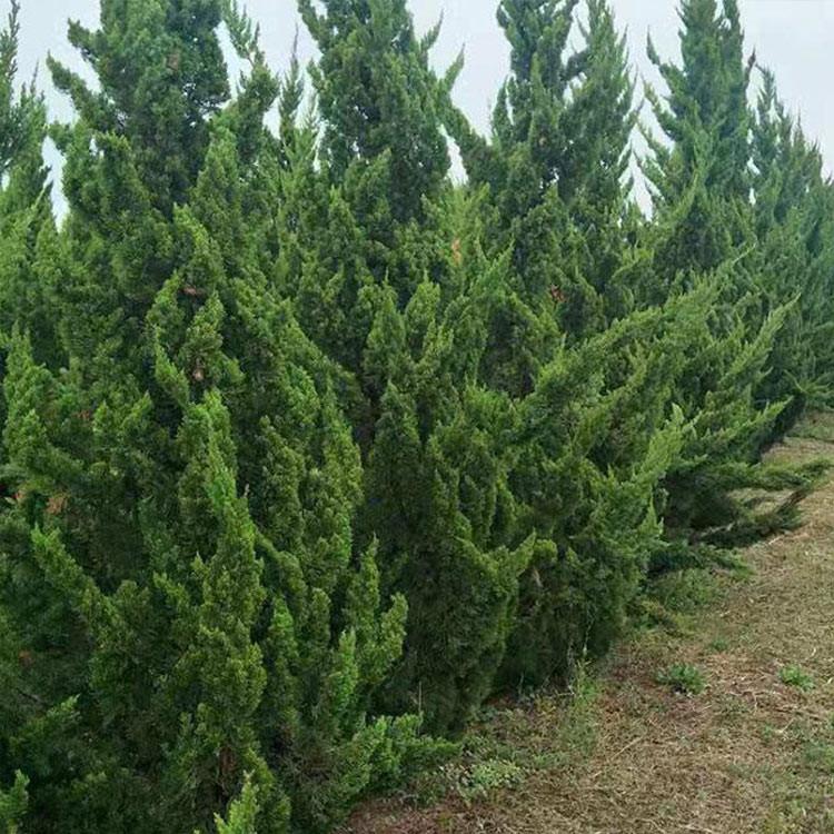 龙柏树种植基地批发价格 公路绿化工程用苗 小区绿化苗木大量供应