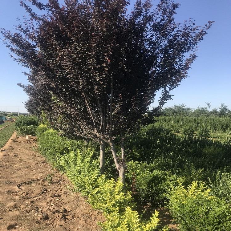 红叶李批发 紫叶李种植基地 公路绿化工程用苗 小区绿化