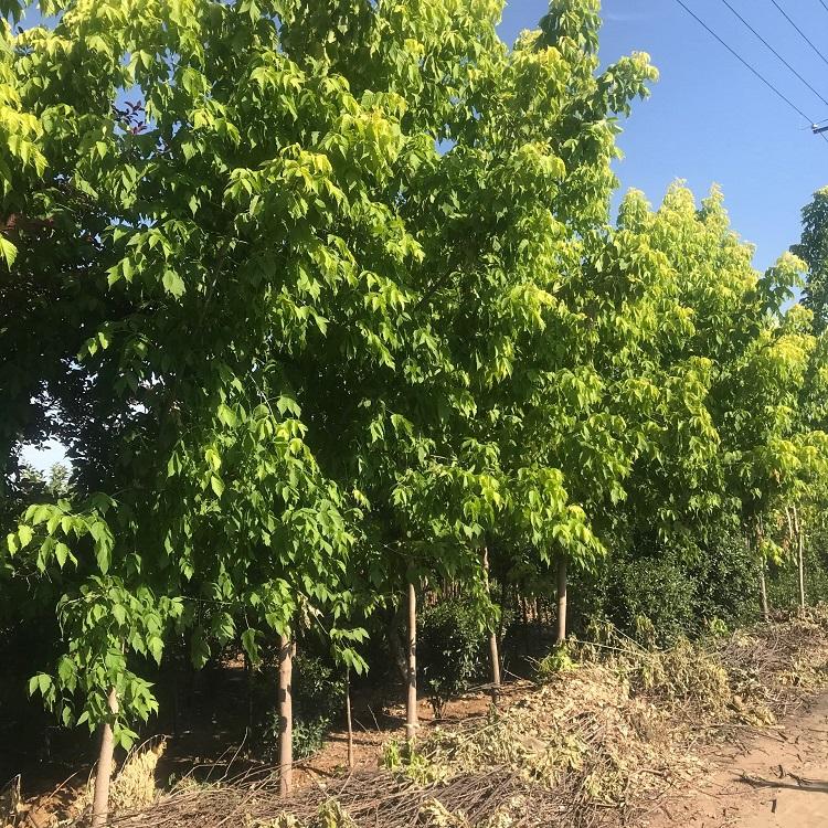 金叶复叶槭批发  行道用树 公路绿化苗木