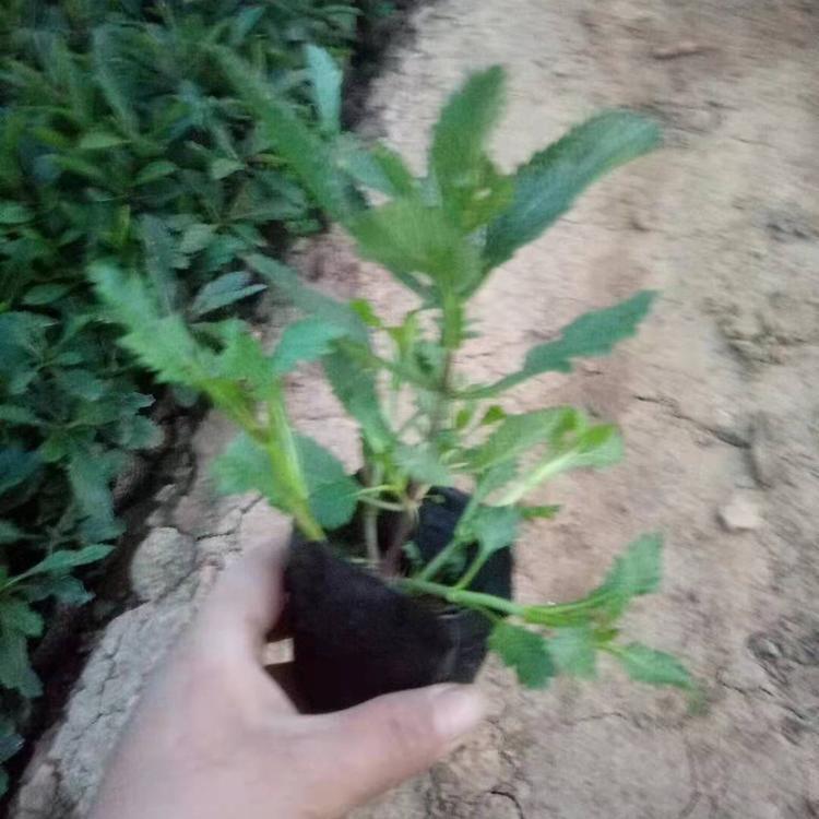 马鞭草价格马鞭草基地批发供应