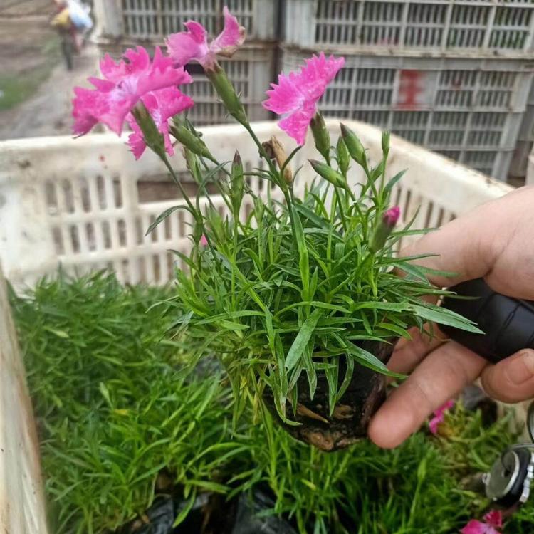欧石竹价格 欧石竹花海用小苗  欧石竹批发 欧石竹种植基地