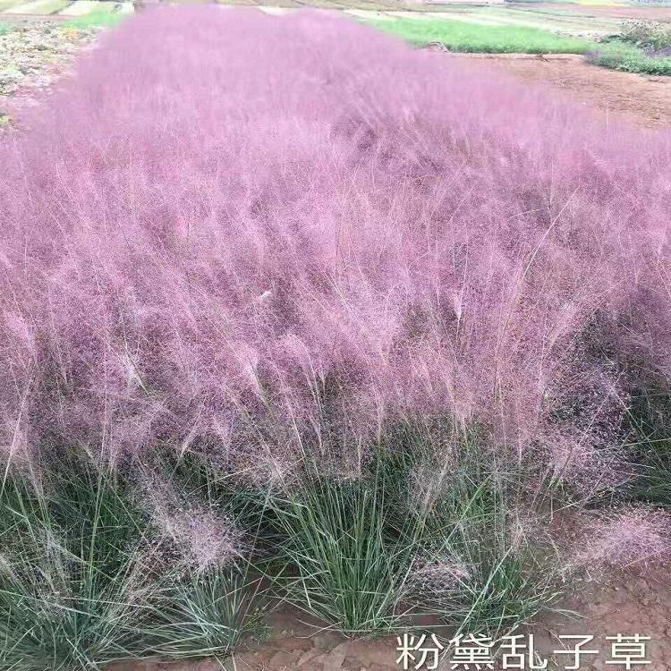 粉黛乱子草供应商 粉黛乱子草出售  山东粉黛乱子草种植基地