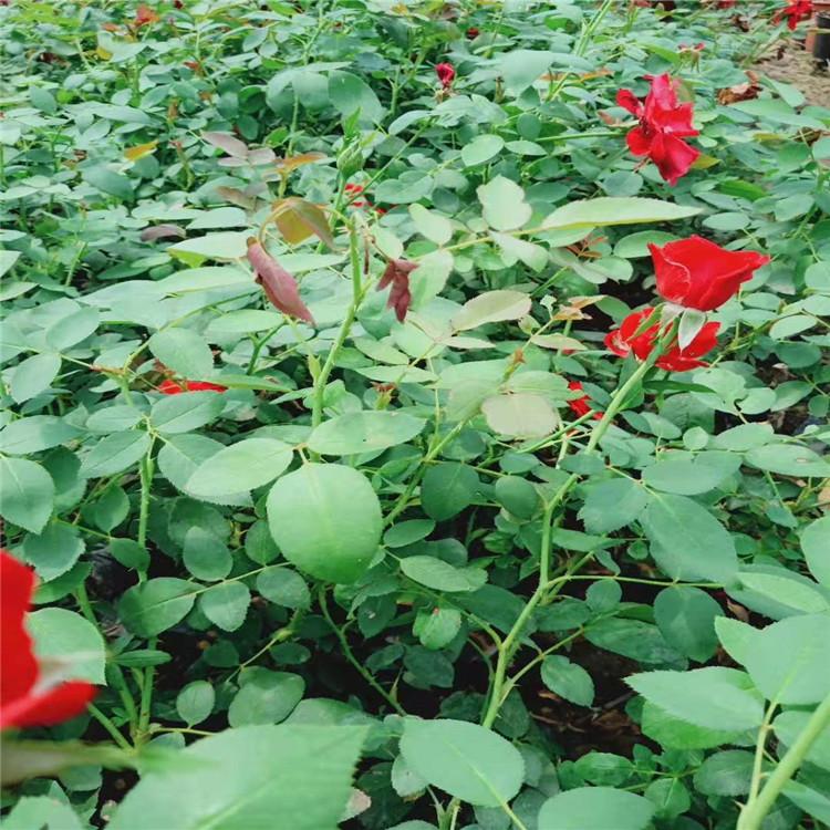 小涵供应月季基地批发价格