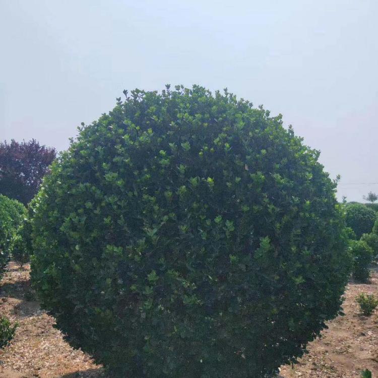 冬青球哪家好  山东冬青球种植基地  冬青球批发价格