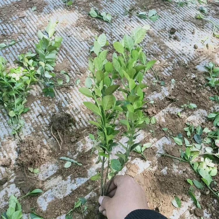 卫矛培育基地 卫矛批发价格