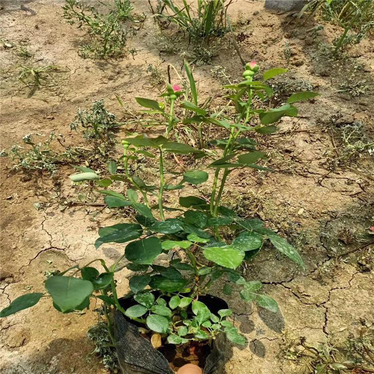青州丰花月季_丰花月季价格_丰花月季批发  月季种植基地