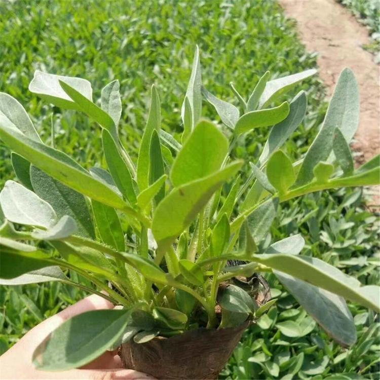 #金鸡菊
