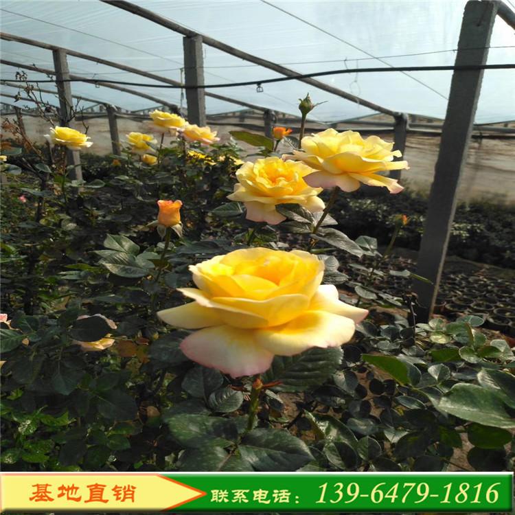 黄色大花月季 红帽月季批发 高30-40公分卡罗拉月季价格
