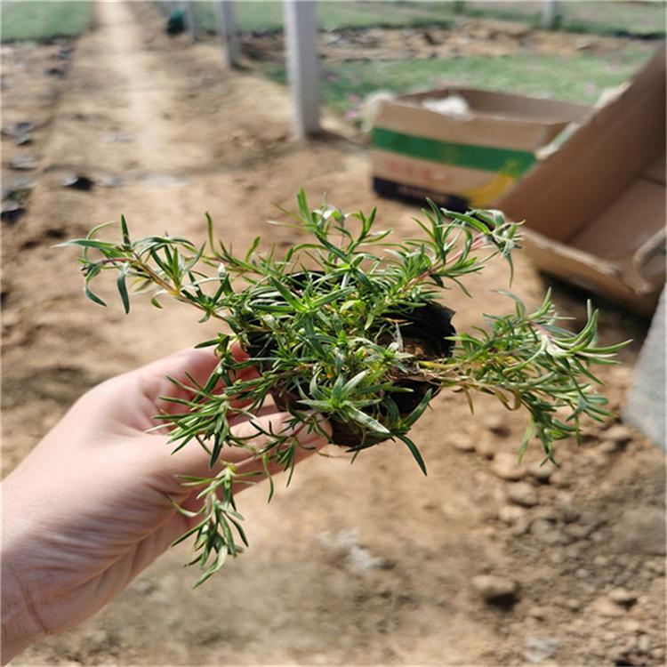 芝樱量大从优 芝樱工程用苗
