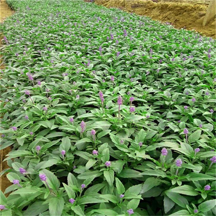 鼠尾草厂家直销 鼠尾草工程用苗
