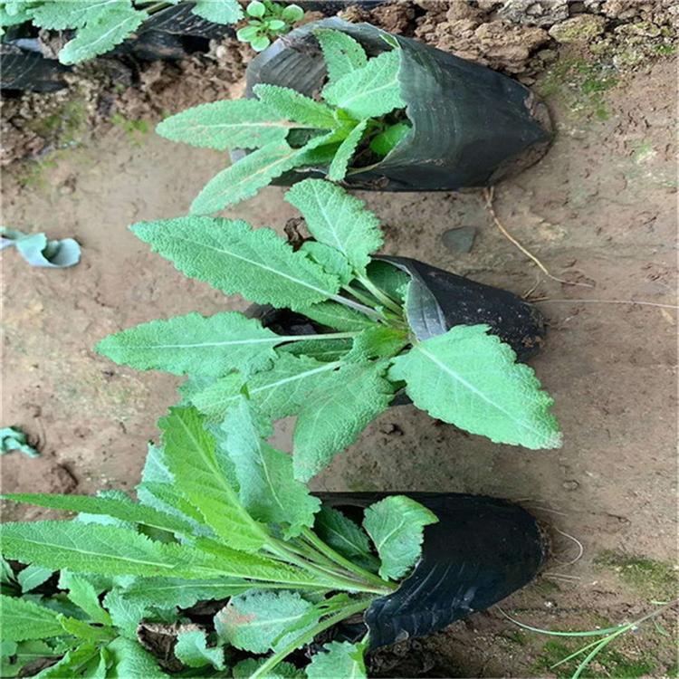 鼠尾草基地批发 鼠尾草观赏植物
