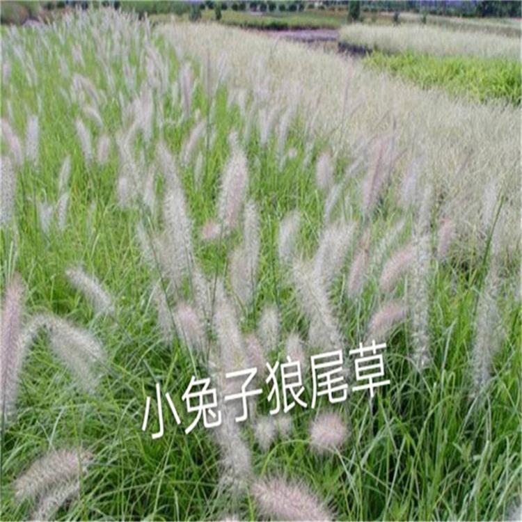 狼尾草盆栽 狼尾草花坛用花