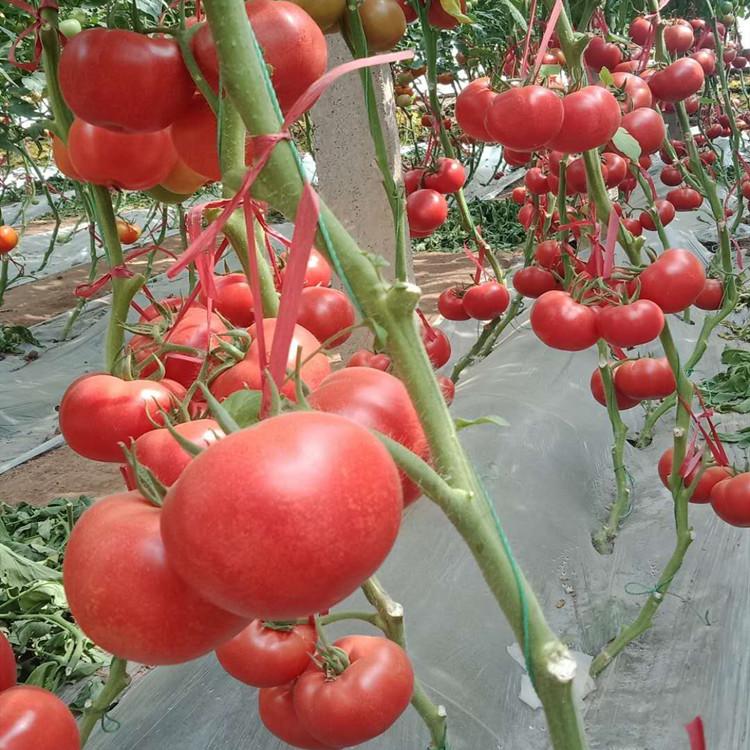 番茄种苗 西红柿苗  种植基地  广辰种苗基地发货