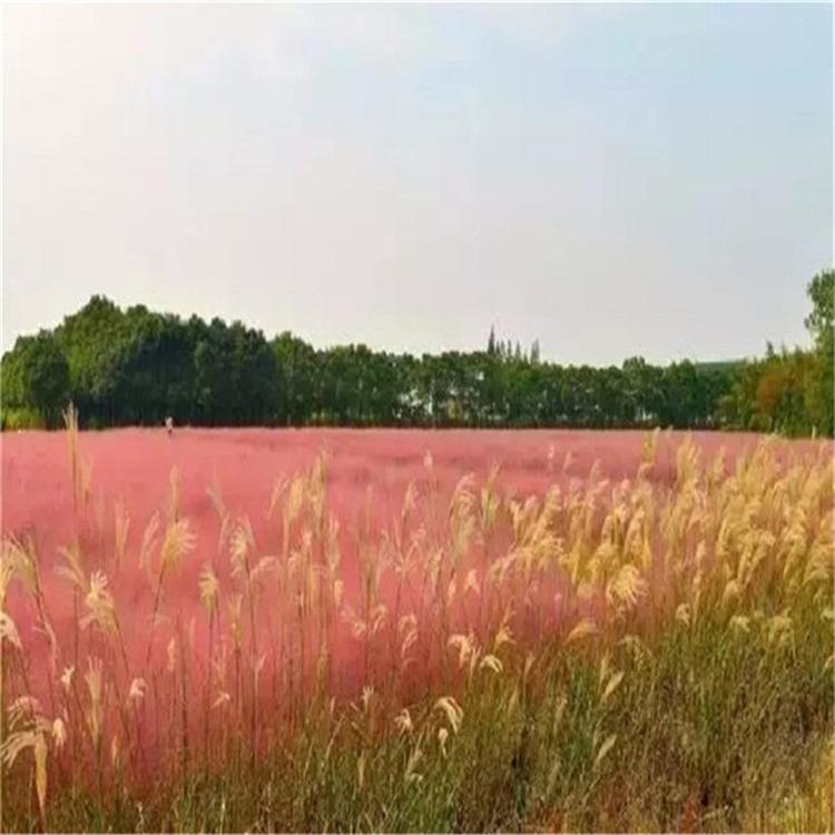 粉黛乱子草花卉 毛芒乱子草多年生花卉