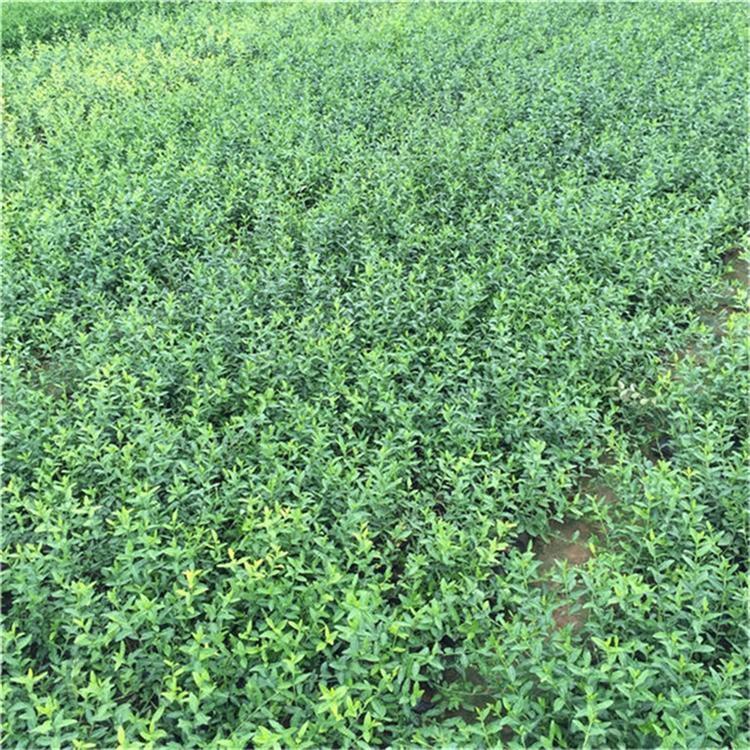 扶芳藤杯苗 扶芳藤观赏花卉