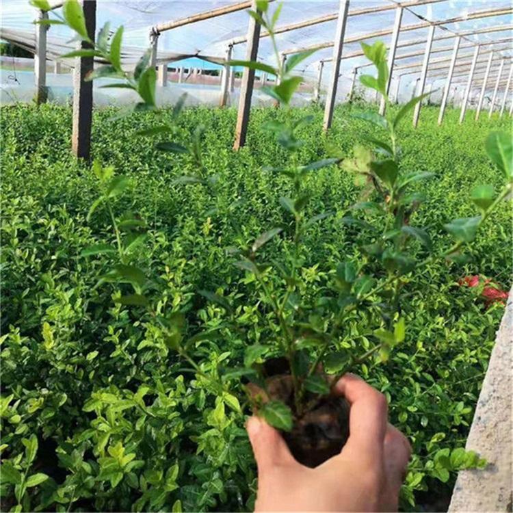 扶芳藤幼苗 扶芳藤网红花海
