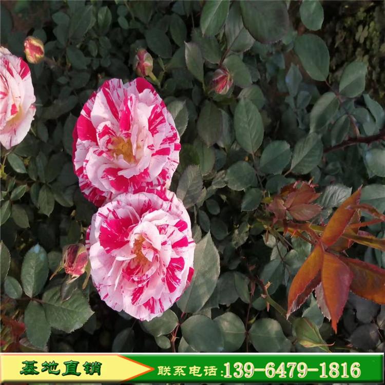 供应批发工程绿化月季苗 丰花月季花苗 彩色品种月季