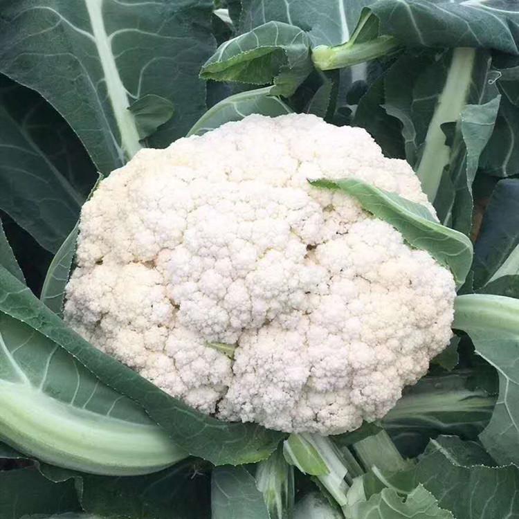 松花种苗 露天种植 抗旱 抗病虫害 松花菜种苗基地批发好价