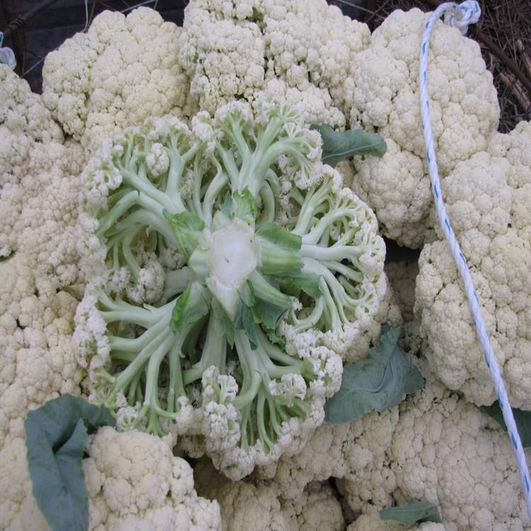 花菜种苗  菜花苗 批发好价  种苗基地发货