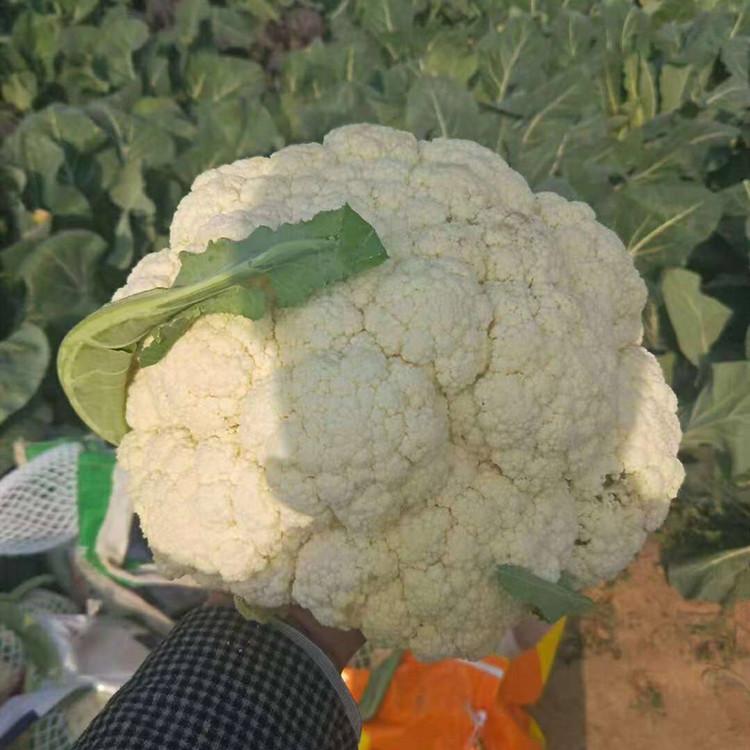 长势好 花菜种苗  松花种苗   广辰寿光松花苗